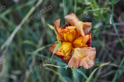 Preview: Yellow Wild Iris Argaman or Iris atropurpurea or coastal iris blooming in spring field