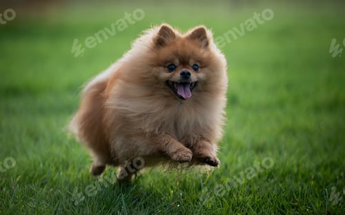 Preview: Closeup shot of an adorable fluffy pomeranian dog running on a grassy field