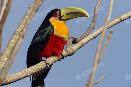 Preview: toucan, bird, colours, tropics