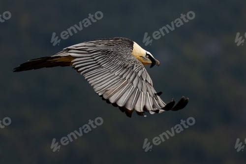 Preview: Shot of a bird flying