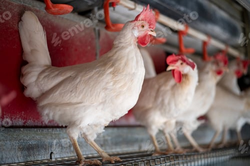 Preview: Chickens perched in a row at a farm