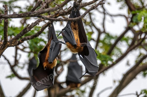Preview: Indian flying-foxes or Pteropus medius hanging in a tree