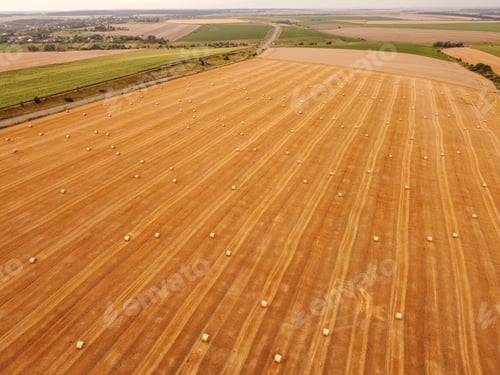 Preview: Aerial view crop wheat rolls of straw in field
