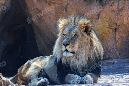 Preview: Lion basking in sunlight near rocks