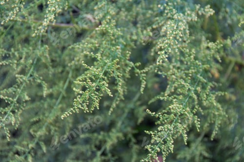 Preview: Detail of the branch of artemisia annua in bloom. Medicinal plant