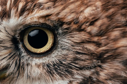 Preview: close up view of wild owl eye