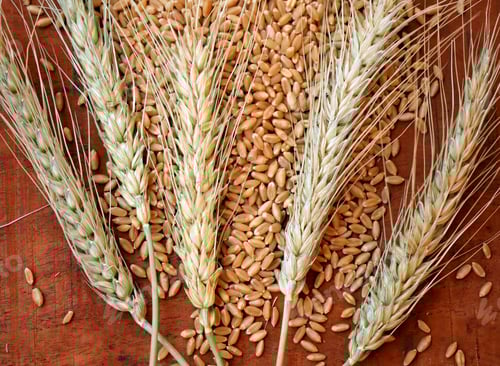 Preview: Wheat Stalks and Grains on Wooden Surface