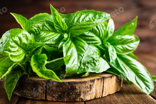 Fresh Green Basil on Wooden Serving Board