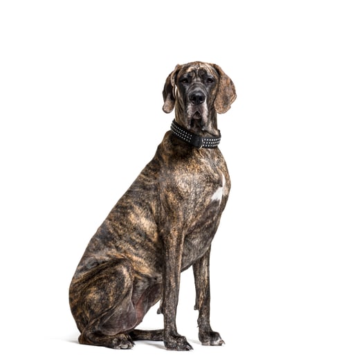 Preview: Sitting great dane dog, cut-out