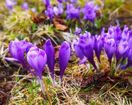 Preview: Purple crocus flowers in snow awakening in spring to the warm go