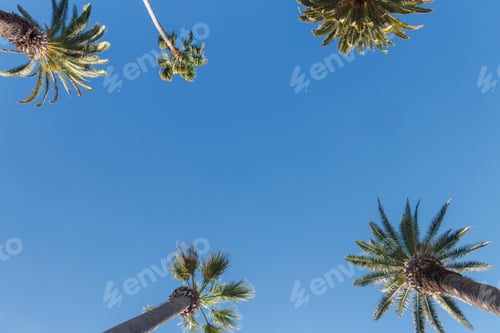 Preview: Tall, vibrant palm trees reaching towards a clear blue sunny sky