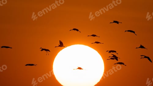 Preview: Common crane (Grus grus)
