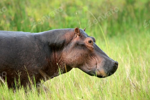 Preview: Hippo - Murchison Falls NP, Uganda, Africa