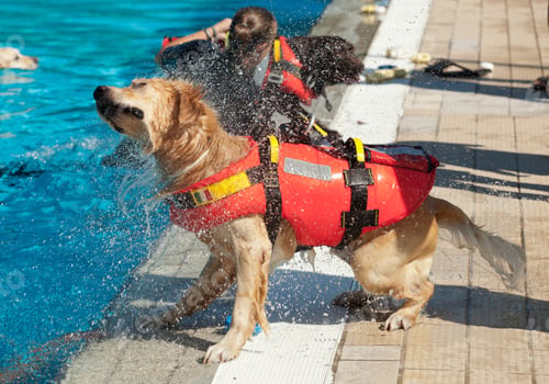 Preview: Lifeguard dog