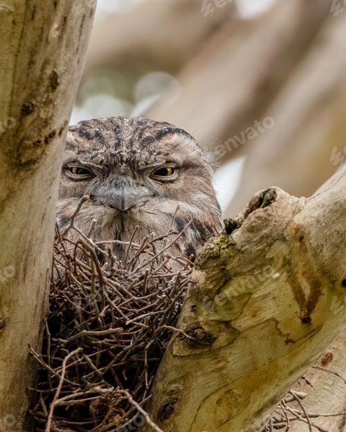 Preview: Close-up shot of alert owl perched in a tree nest looks watchfully around its surroundings