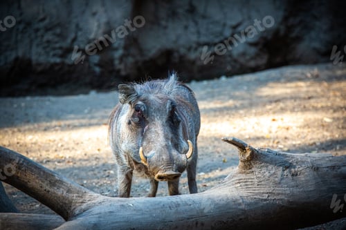 Preview: Wild warthog ambling through a desolate landscape composed of arid earth and logs