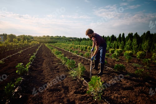 Preview: Male worker hoeing seedlings at tree nursery.