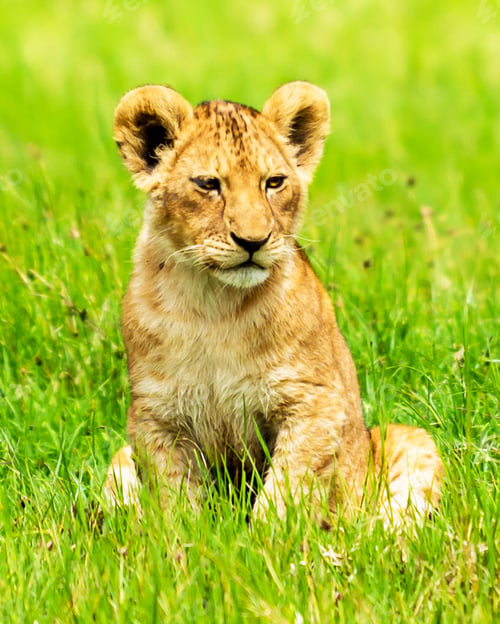 Preview: A Beautiful Wildlife photography pictures
