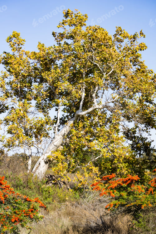 Preview: Fall colored Western Sycamore tree
