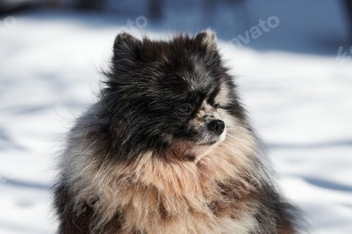Preview: Pomeranian Spitz dog close up portrait, cute black marble with tan Spitz puppy sitting on snow