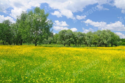 Preview: Spring nature landscape with bright yellow blooming flowers