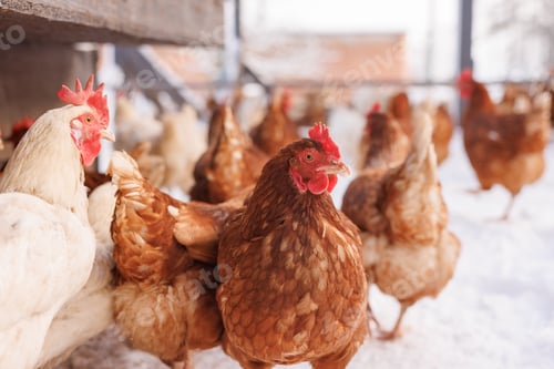 Preview: chicken walking on an eco-poultry farm in winter, free-range chicken farm