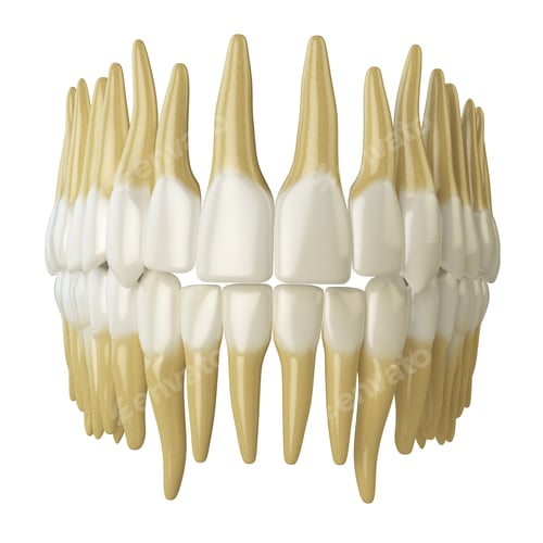 Preview: Human teeth isolated on white.