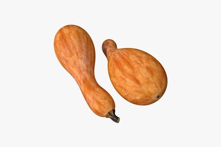 Preview: Two elongated butternut squash with stem