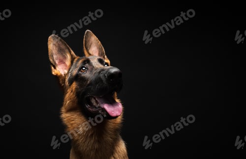 Preview: Portrait of a German shepherd in front of an isolated black background