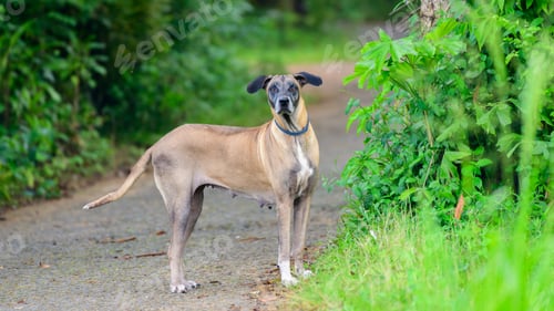 Preview: Old ridgeback female dog on the streets.