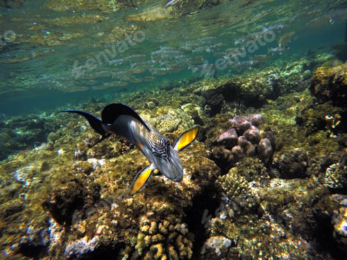 Preview: Wonderful and beautiful underwater world with corals and tropical fish