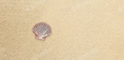 Preview: scallop shell on sand at the beach with space for text