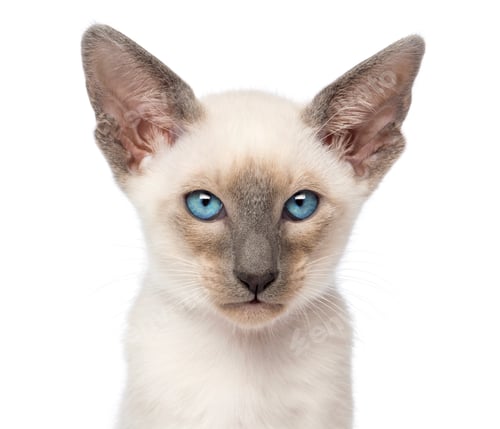Preview: Close-up of an Oriental Shorthair kitten, 9 weeks old, against white background