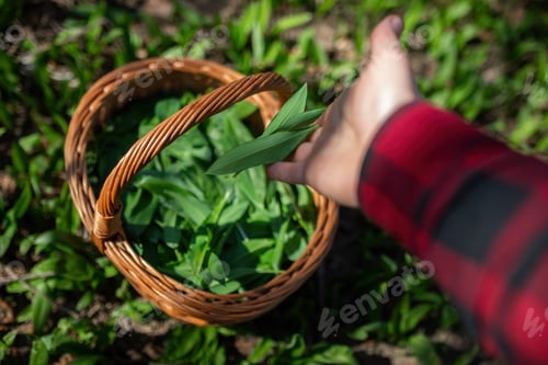 Preview: Human hand adding bear garlic to the basket in forest