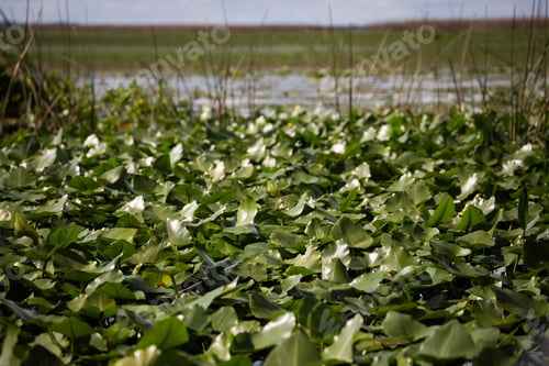 Preview: green leaves evergaldes water river lake water lilies florida