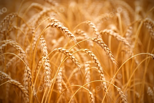 Preview: Golden wheat Field closeup