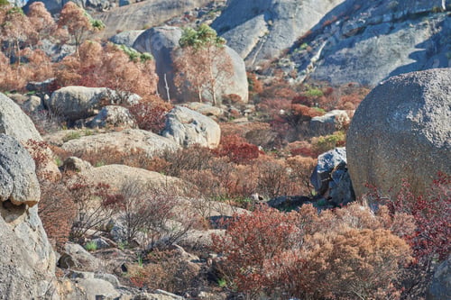 Preview: Lions Head