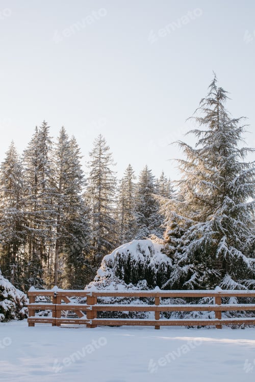 Preview: Winter Scene with Snow Covered Evergreens and Fence