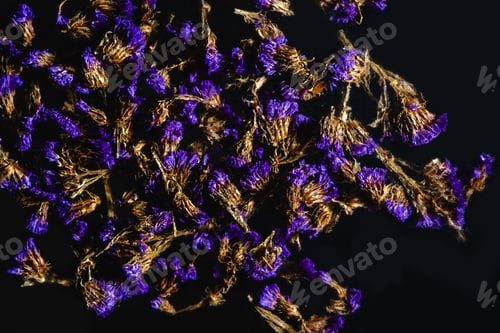 Preview: top view of beautiful blue wildflowers on black background