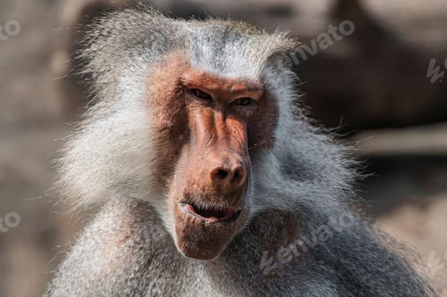 Preview: Selective focus of a cute baboon monkey smiling in its habitat
