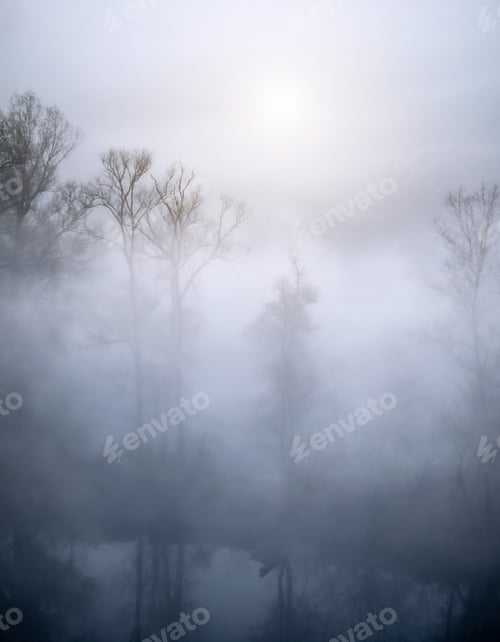 Preview: Trees hidden in mist