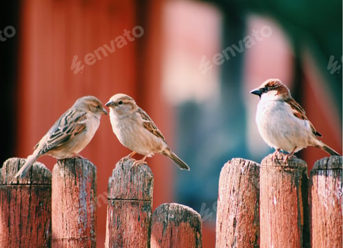 Preview: Brown and white birds sitting on a wooden fence