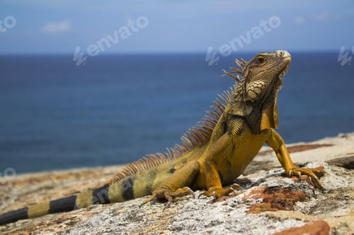 Preview: Closeup focused shot of a yellowish-green iguana resting on a rock