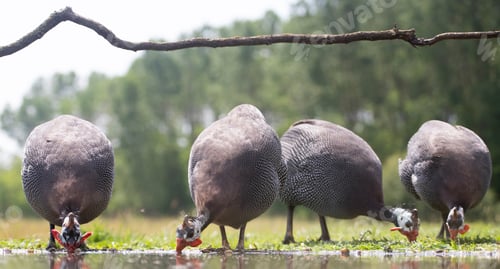 Preview: Helmeted guineafowl (numida meleagris)