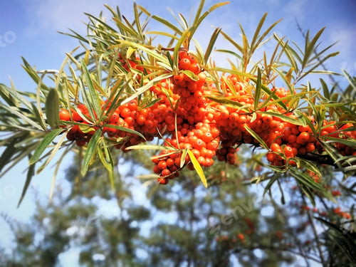 Preview: buckthorn berry tree on blue sky background