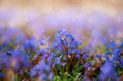 Preview: Spring early flowers Csilla siberica in the forest among old leaves