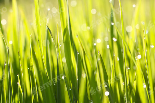 Preview: Grass Bright Fresh Early In The Morning