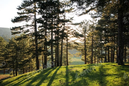 Preview: Forest