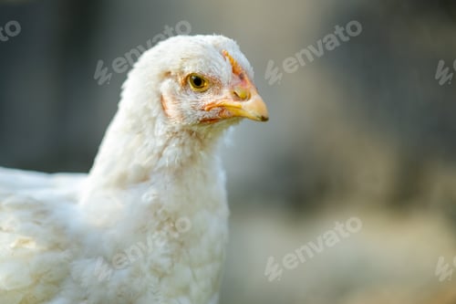 Preview: Hen feed on traditional rural barnyard. Close up of white chicken sitting on barn yard with green