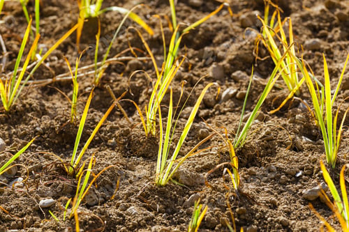 Preview: Green plant in the field
